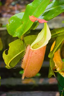 Bait Prints: Pitcher plant Nepenthe Veitchii
