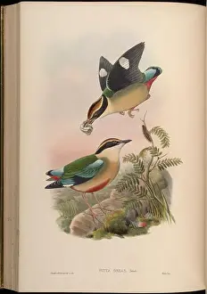Pitta oreas = []. between 1850 and 1883