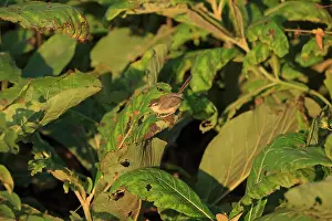 Ceylon Prints: Plain Prinia (Prinia inornata insularis)