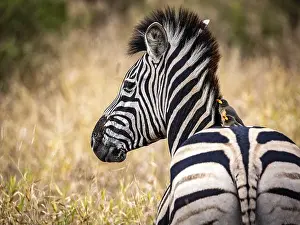 Looking At The Camera Prints: Plains zebra (Equus quagga) with red-billed oxpecker (Buphagus erythrorynchus) on its back