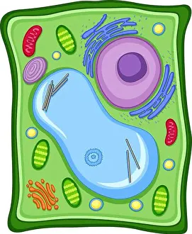Nucleus Prints: Plant cell with cell membrane illustration