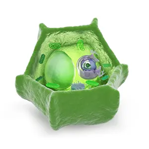 Nucleus Prints: Plant cell cutaway science illustration