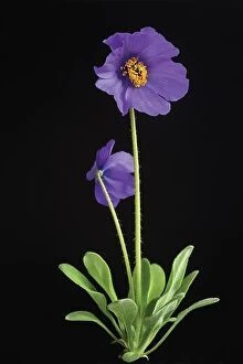 Flowers Collection: A plant of the dwarf Meconopsis henrici isolated with a coloured, textured background