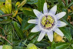 Passion Flower Prints: plant passiflora caerulea or common passion flower outdoors