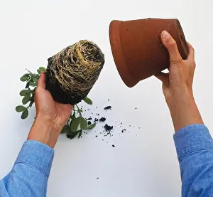 Transplanting Prints: Plant showing a dense system of roots being taken out of pot