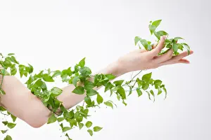 Uncultivated Prints: a plant wrapped around a woman's arm