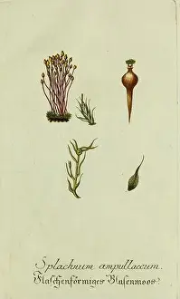 Elongated Prints: Plantarum indigenarum et exoticarum icones ad vivum coloratae oder Sammlung nach der Natur gemalter Abbildungen inn