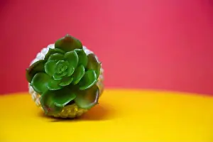 Verdure Prints: plante grasse succulente