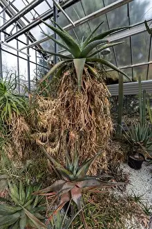 Hothouse Prints: Plants in the Botanical Garden (Fuveszkert) of Budapest, Hungary