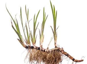 Reed Prints: plants flowers