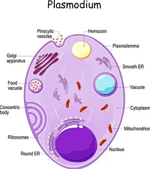 Microorganism Prints: Plasmodium anatomy. Structure of unicellular parasite of vertebrates and insects