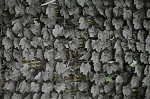Leafs Prints: Plastic dark green leafs covering a metall mesh. Fence of ivy leaves