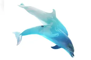Dump Prints: Plastic garbage in ocean and dolphins, double exposure. Environmental pollution