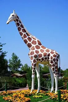 South Africa Prints: Plastic giraffe statue at park with colorful flowers in a sunny day outdoor
