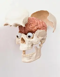 Cranium Prints: Plastic model of human skull with eyes and cranium opened to reveal brain
