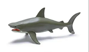 Shark Prints: Plastic Shark Toy Cut Out on White