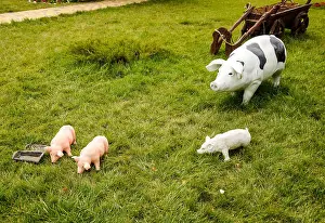 Snout Prints: Plastic toy pig. Figures pigs on the lawn