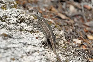 Tucson Prints: Plateau Fence Lizard (Sceloporus tristichus)