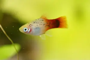 Freshwater Aquarium Fish Prints: Platy (Xiphophorus maculatus), a popular freshwater aquarium fish
