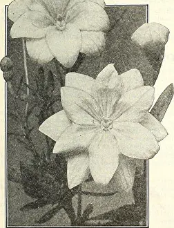 Shrubs Prints: Platycodon Double Blue PLUMBAGO (Lead Wort) Larpentae