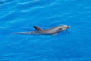 Dorsal Prints: Playful Atlantic Bottlenose Dolphin Swimming in Blue Waters swimming right