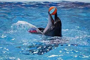 Agility Prints: Playful Dolphin Balancing a Beach Ball in Crystal Clear Aquatic Waters