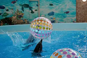 Vibrant Colors Prints: Playful Dolphins Interacting with Colorful Beach Balls in a Bright Aquatic Environment