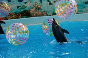 Agility Prints: Playful Dolphins Interacting with Colorful Beach Balls in an Underwater Show