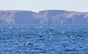 Channel Islands Prints: Playful dolphins swimming in the ocean near the Channel Islands, Oxnard, California