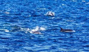 Channel Islands Prints: Playful dolphins swimming in the ocean near the Channel Islands, Oxnard, California