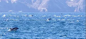 Channel Islands Prints: Playful dolphins swimming in the ocean near the Channel Islands, Oxnard, California