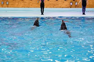 Agility Prints: Playful dolphins in a training session with colorful poles against a vibrant blue pool water background