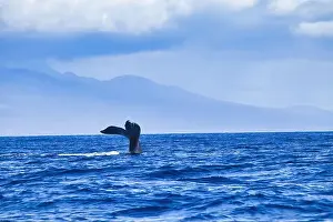 Whale Watching Prints: Playful humpback waving its tail at whale watchers