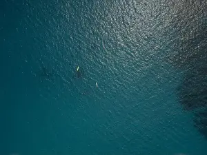 Cortez Prints: A playful pod of dolphins aerial shot in Cortez sea, Baja California Sur Mexico drone view