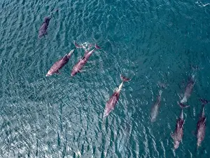 Cortez Prints: A playful pod of dolphins aerial shot in Cortez sea, Baja California Sur Mexico drone view