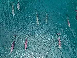 Cortez Prints: A playful pod of dolphins aerial shot in Cortez sea, Baja California Sur Mexico drone view