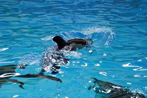 Underwater Habitat Prints: Playful Sea Life: A Fascinating Moment of a Dolphin Swimming Underwater in Crystal Clear Blue Water