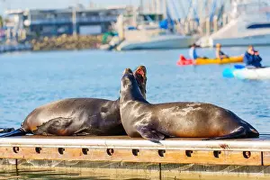 Oceanside Prints: Two playful sea lions basking on a dock in Oceanside Harbor