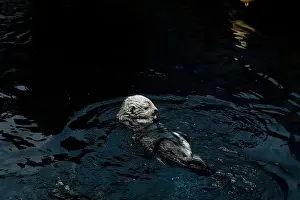 A playful sea otter floats on its back in the calm waters of the Lisbon Oceanarium