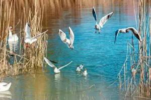 Seagulls Prints: Playful seagulls against the backdrop of a pond with reeds. Birds with spread wings