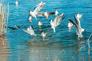 Seagulls Prints: Playful seagulls against the backdrop of a pond with reeds. Birds with spread wings