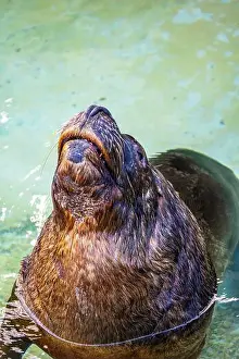 Aquatic Mammal Prints: A playful South American sea lion Otaria flavescens surfaces with whiskered muzzle held high revealing sleek wet fur