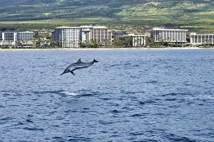 Surfacing Prints: Playful spinner dolphin breaching in the ocean near Lahaina on Maui