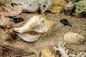 Snail Shell Prints: Pleuroploca trapezium sea snail shell Cassis Tuberosa on a sand underwater