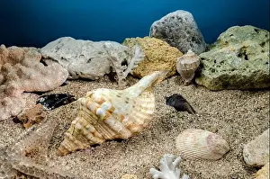 Snail Shell Prints: Pleuroploca trapezium sea snail shell Cassis Tuberosa on a sand underwater