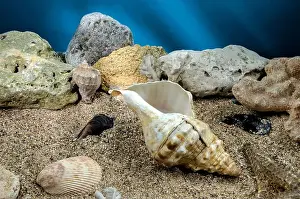 Snail Shell Prints: Pleuroploca trapezium sea snail shell Cassis Tuberosa on a sand underwater