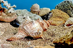 Snail Shell Prints: Pleuroploca trapezium or Trapezium fascilarium seashell on a sand underwater