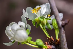 Plum Prints: Plum flowers bloom in early spring in San Jose, California
