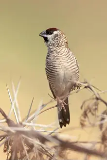 Finch Prints: Plum-headed Finch (Neochmia modesta) male, Queensland, Australia, Oceania