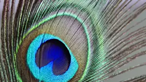 Light Blue Prints: Pluma de pavo real macro. Macro peacock feather